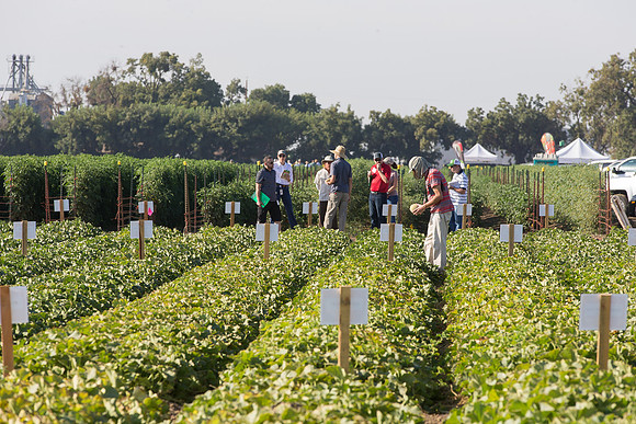Melon_FieldDays_Woodland_CA_0016