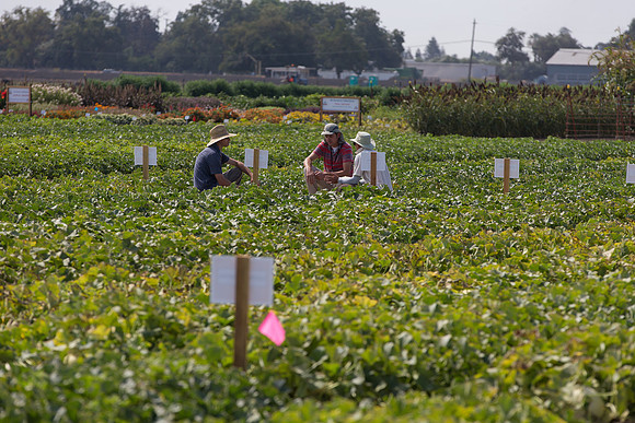 Melon_FieldDays_Woodland_CA_0073