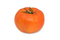 Tomatoes_Torero_0009