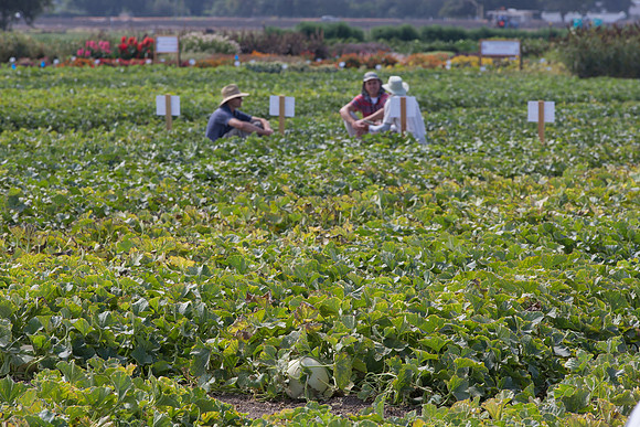 Melon_FieldDays_Woodland_CA_0084