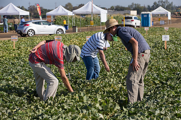 Melon_FieldDays_Woodland_CA_0087