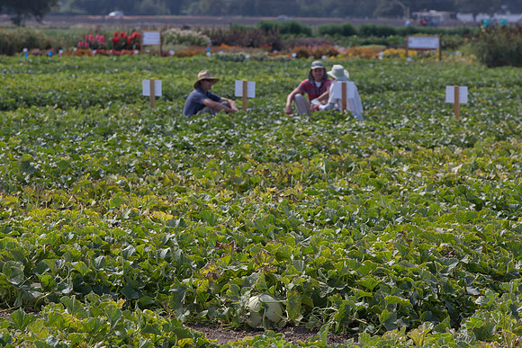 Melon_FieldDays_Woodland_CA_0081