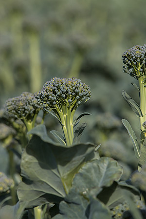 Broccoli_Sibsey_CA_0007