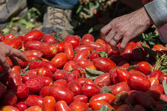 Tomato_SV2849TP_CA_00012