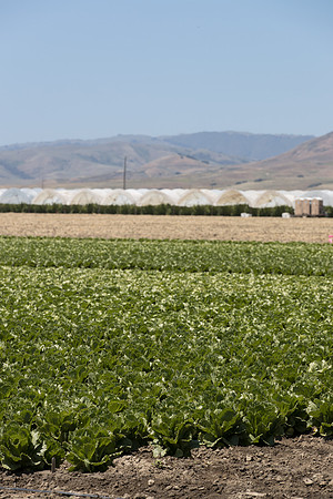 SanJuanBautista_CA_0008