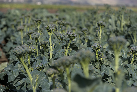 Broccoli_Sibsey_CA_0003