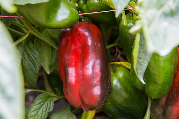 SweetPeppers_SV5253_CA_0005