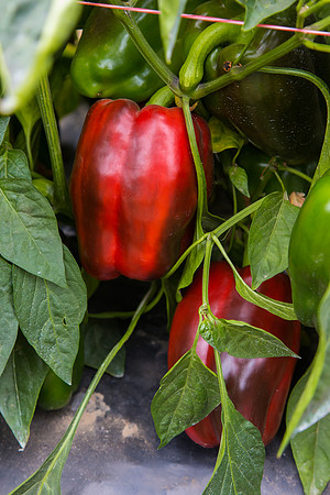 SweetPeppers_SV5253_CA_0021
