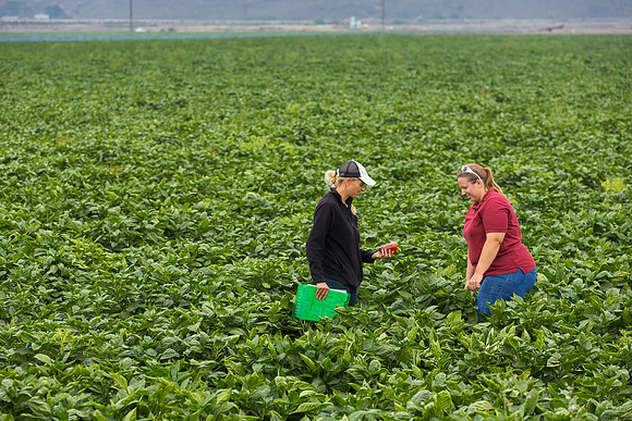 SweetPeppers_SV5253_CA_0058