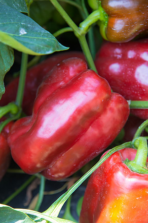 SweetPeppers_SV5253_CA_0204