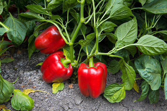 SweetPeppers_SV5253_CA_0167