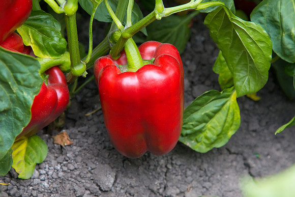 SweetPeppers_SV5253_CA_0164