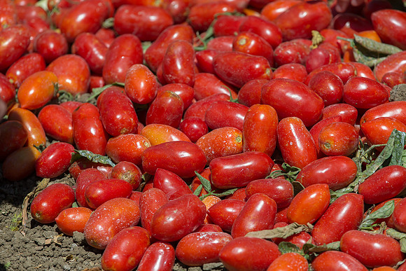 Tomato_SV2849TP_CA_00009