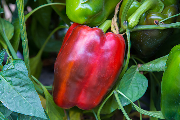 SweetPeppers_SV5253_CA_0014