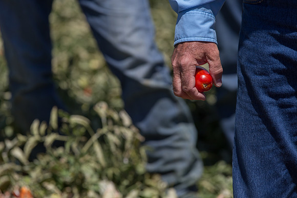 Tomato_SV2849TP_CA_00006