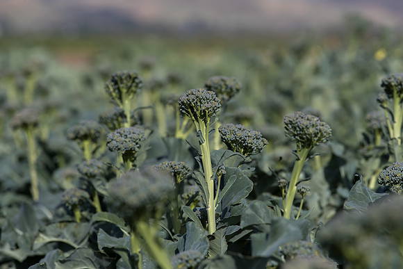 Broccoli_Sibsey_CA_0012