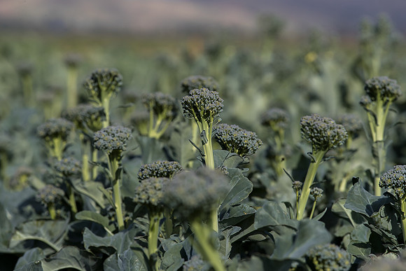 Broccoli_Sibsey_CA_0016