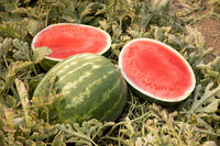 Watermelon_SVWA5203_CA_8