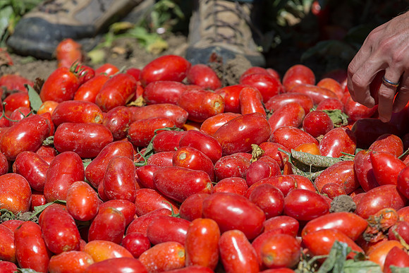 Tomato_SV2849TP_CA_00008