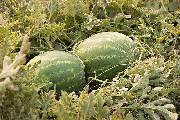 Watermelon_SVWA5203_CA_6