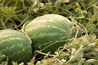 Watermelon_SVWA5203_CA_5