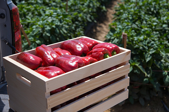 SweetPeppers_SV5253_CA_0231