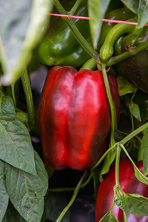 SweetPeppers_SV5253_CA_0022