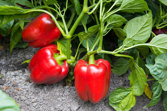 SweetPeppers_SV5253_CA_0177