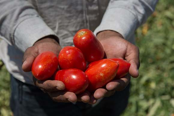 Tomato_SV2849TP_CA_00016