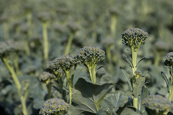 Broccoli_Sibsey_CA_0004