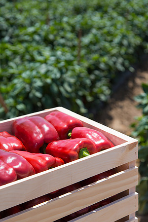 SweetPeppers_SV5253_CA_0240