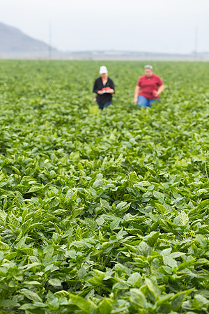SweetPeppers_SV5253_CA_0134