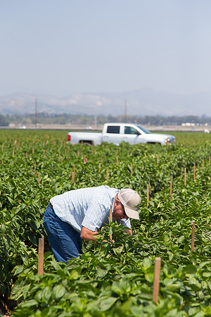SweetPeppers_SV5253_CA_0211