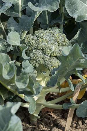 Broccoli_SV1827BL_CA_0005