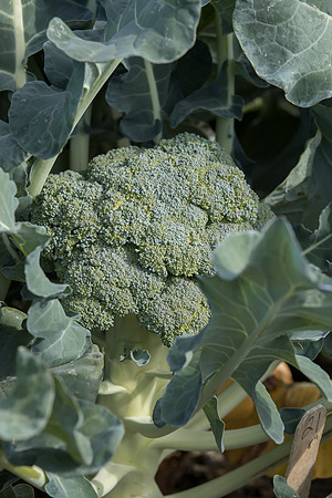 Broccoli_SV1827BL_CA_0002