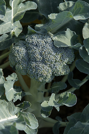 Broccoli_SV1827BL_CA_0015