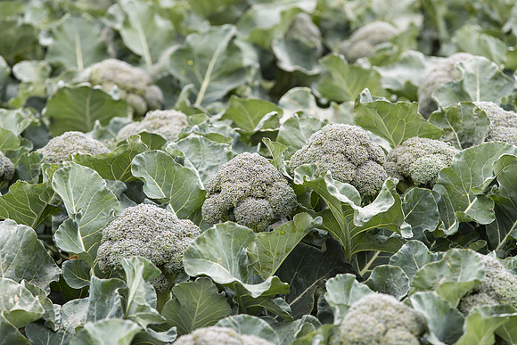 Broccoli_SV0097_CA_0048