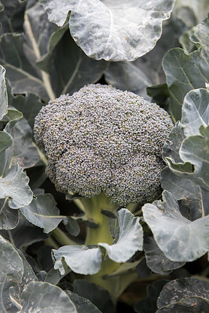 Broccoli_SV0097_CA_0039
