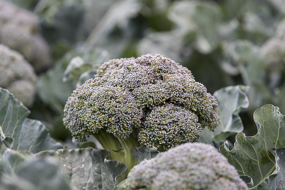 Broccoli_SV0097_CA_0022