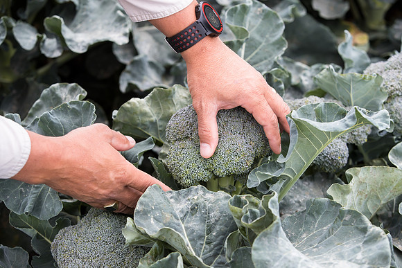 Broccoli_SV0097_CA_0029