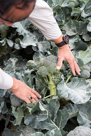 Broccoli_SV0097_CA_0034