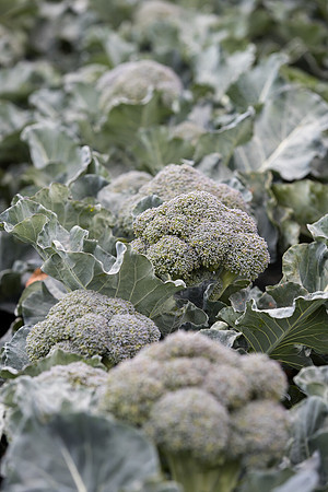 Broccoli_SV0097_CA_0026