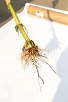 MON_Traits2018_CornRootworm_0785
