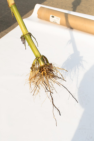 MON_Traits2018_CornRootworm_0785