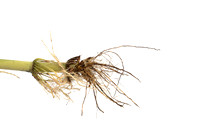 MON_Traits2018_CornRootworm_0889