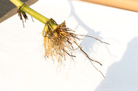 MON_Traits2018_CornRootworm_0768