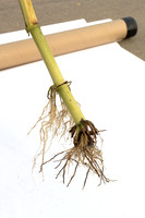 MON_Traits2018_CornRootworm_0868