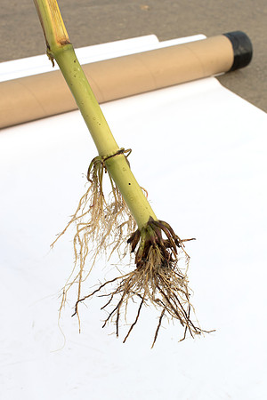 MON_Traits2018_CornRootworm_0868