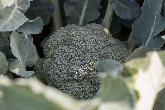 Broccoli_SV1808BL_CA_0005