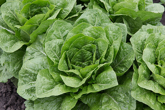 Lettuce_Siskiyou_MX_0002